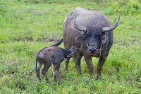 Buffalo mom with calf in Vietnam