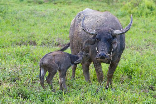 Une mère buffle et son veau au Vietnam