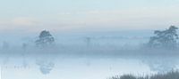 Mist in de vroege ochtend over het water van Art Wittingen thumbnail