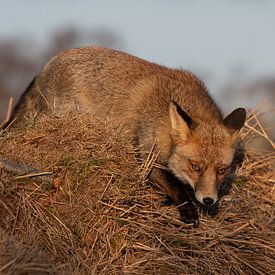 Hunting fox by Yvonne van der Meij