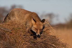 Hunting fox van Yvonne van der Meij