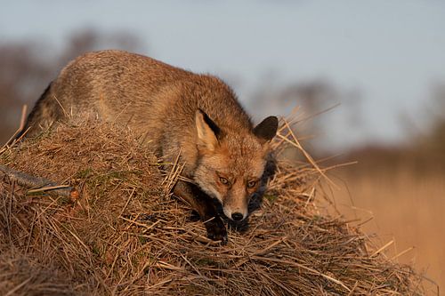 Chasser le renard