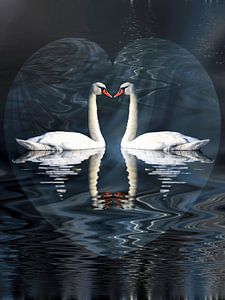 Schwanenliebe