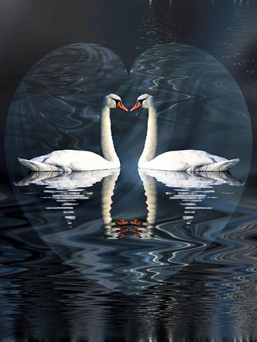Amour des cygnes