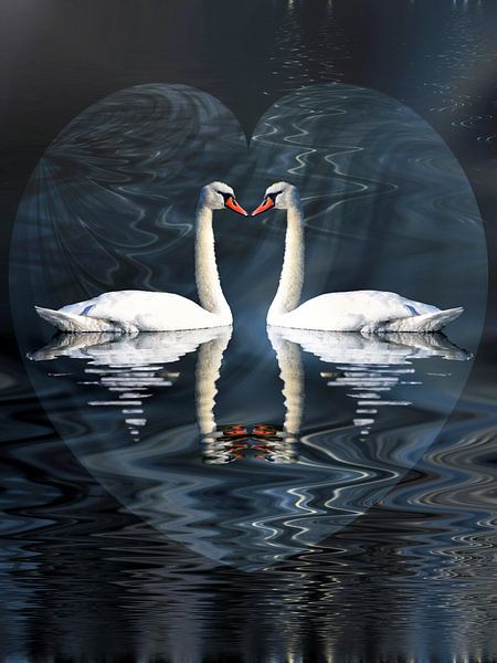 Swan Love by Christine Nöhmeier