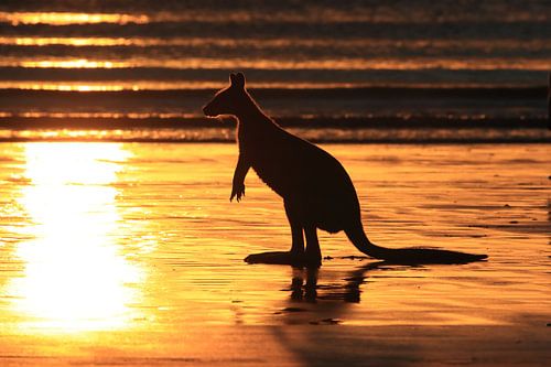 kangourou sur la plage au lever du soleil, mackay, queensland du nord, australie