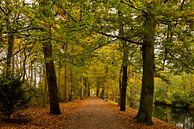 't Oude Hof in Bergen with trees in autumn colours by René Groeneveld thumbnail