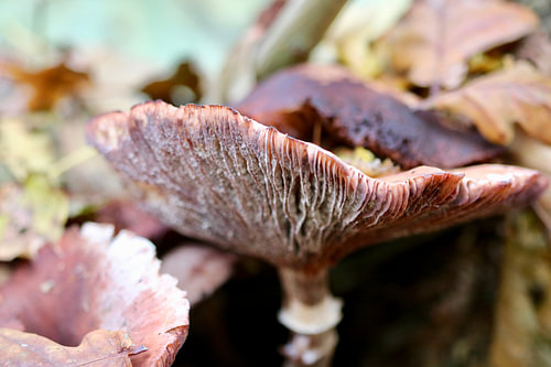 Herfst is Paddestoelen!