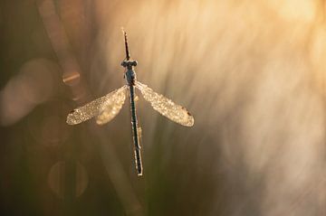 dragonflies and damselflies part 18 by Tania Perneel
