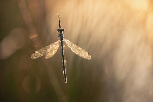 dragonflies and damselflies part 18