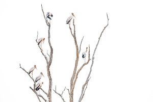 African storks tree