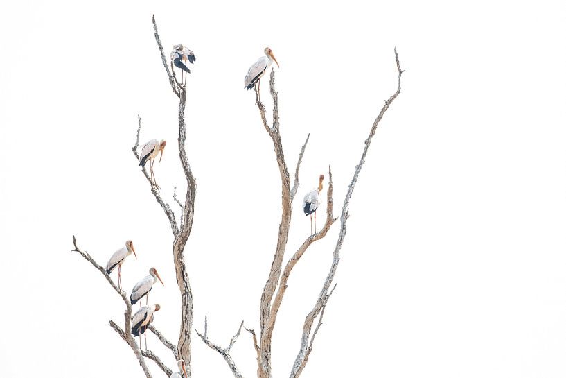 L'arbre des cigognes africaines sur Anja Brouwer Fotografie