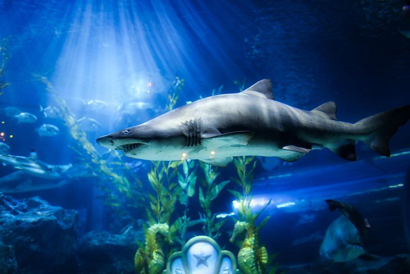 Sous la mer par Hello Pompoyo