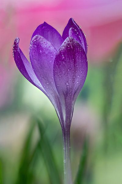 Crocus avec gouttes par Gianni Argese