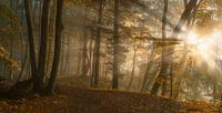 Boslicht