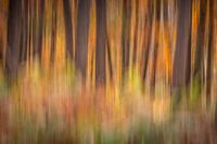 Déplacement des arbres en automne