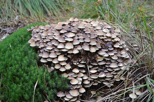 Paddenstoelen tussen gras en mos