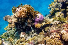 Koraal von John van Weenen