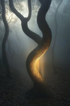 schilderachtig mystiek bos van Egon Zitter