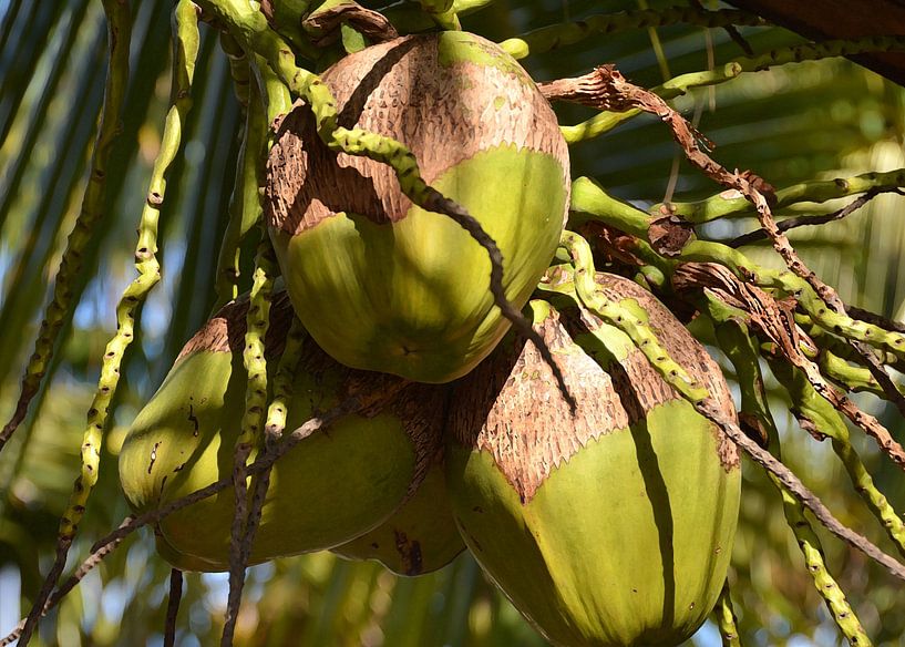 Coconuts 4 by Alex Neumayer