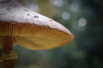 op een grote paddenstoel