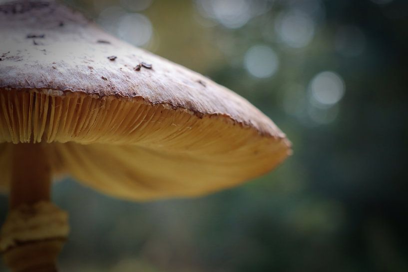 sur un gros champignon par Mirjam van Hoek