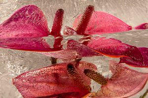 Flamingoblume in Eis 2