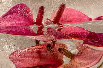 Flamingoblume in Eis 2 von Marc Heiligenstein