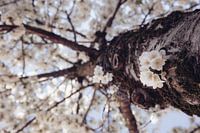 Arbre à fleurs aux Pays-Bas