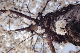 Blossom tree in the Netherlands by Shirley Visser