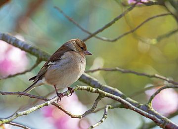 Vink vrouwtje van ManfredFotos