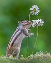 Cutest squirrel smelling a flower. by Albert Beukhof thumbnail