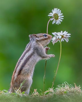 Eekhoorn ruikt aan bloem van Albert Beukhof