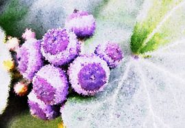 purple berries on the bush by Werner Lehmann