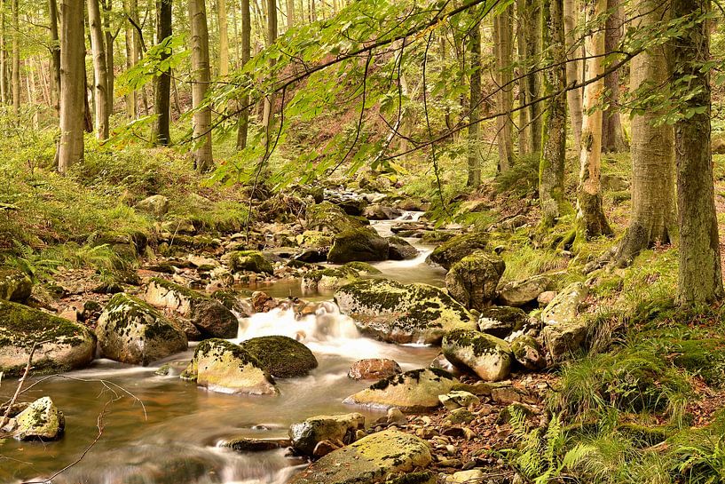 The river Ilse in the Harz National Park by Heiko Kueverling