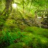 The green lush forest of the Coed y Brenin Forest Park in Snowdonia National Park in Wales, England. by Bas Meelker