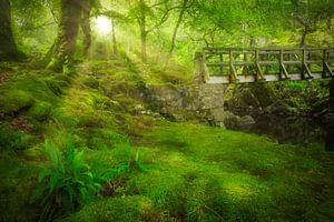 Der grüne, üppige Wald des Coed y Brenin Forest Park im Snowdonia National Park in Wales, England. D von Bas Meelker