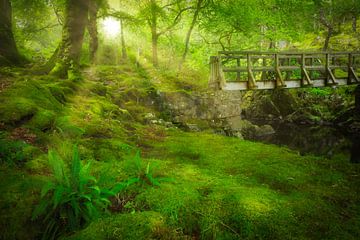 Het groene weelderige bos van het Coed y Brenin Forest Park in Snowdonia National Park in Wales, Eng