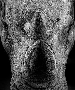 Rhinoceros by Ken Kühlbrandt