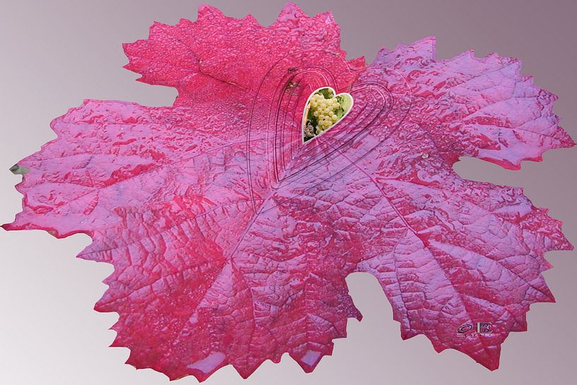 Herzblatt by Dieter Ettingshaus