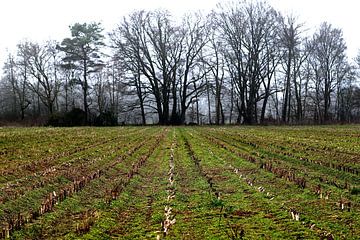 Kahles Feld mit Baumreihe von Frank Mossink