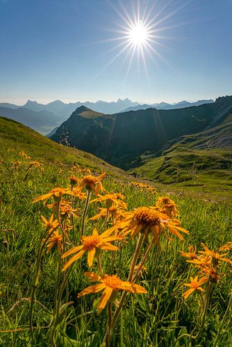 Bloemrijk uitzicht op de bergen van Tannheim