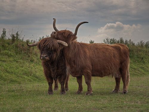 Schottische Hochlandbewohner von Henri Ton