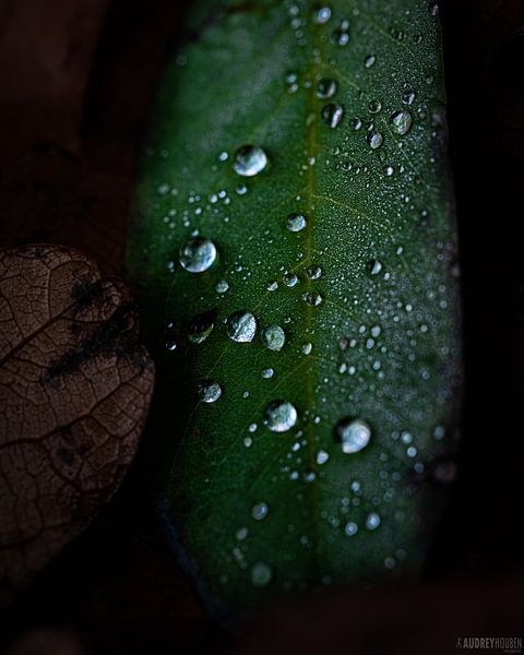Rain drops by audreyhoubenfotografie