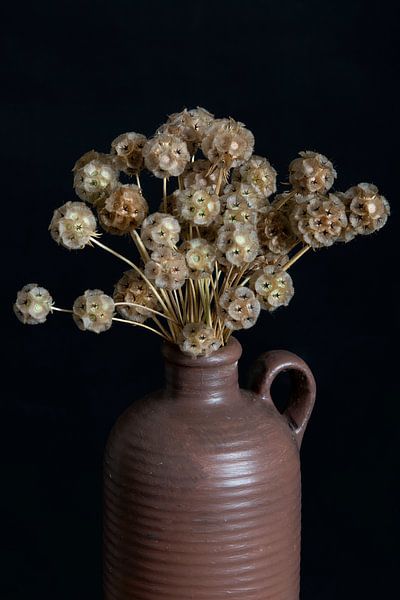 Bulbes à graines de scabiosa dans un vase vintage par Anjo Kan