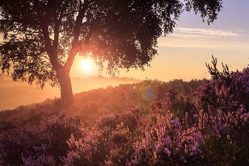 Zonsondergang in paars heide landschap
