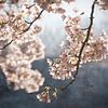 Schilderachtige lente bloesem van Rob Visser