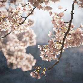 Painterly spring blossom