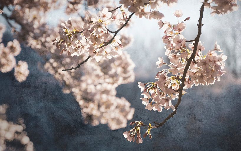 Malerische Frühlingsblüte von Rob Visser