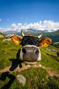 nieuwsgierige koe in de bergen van Leo Schindzielorz